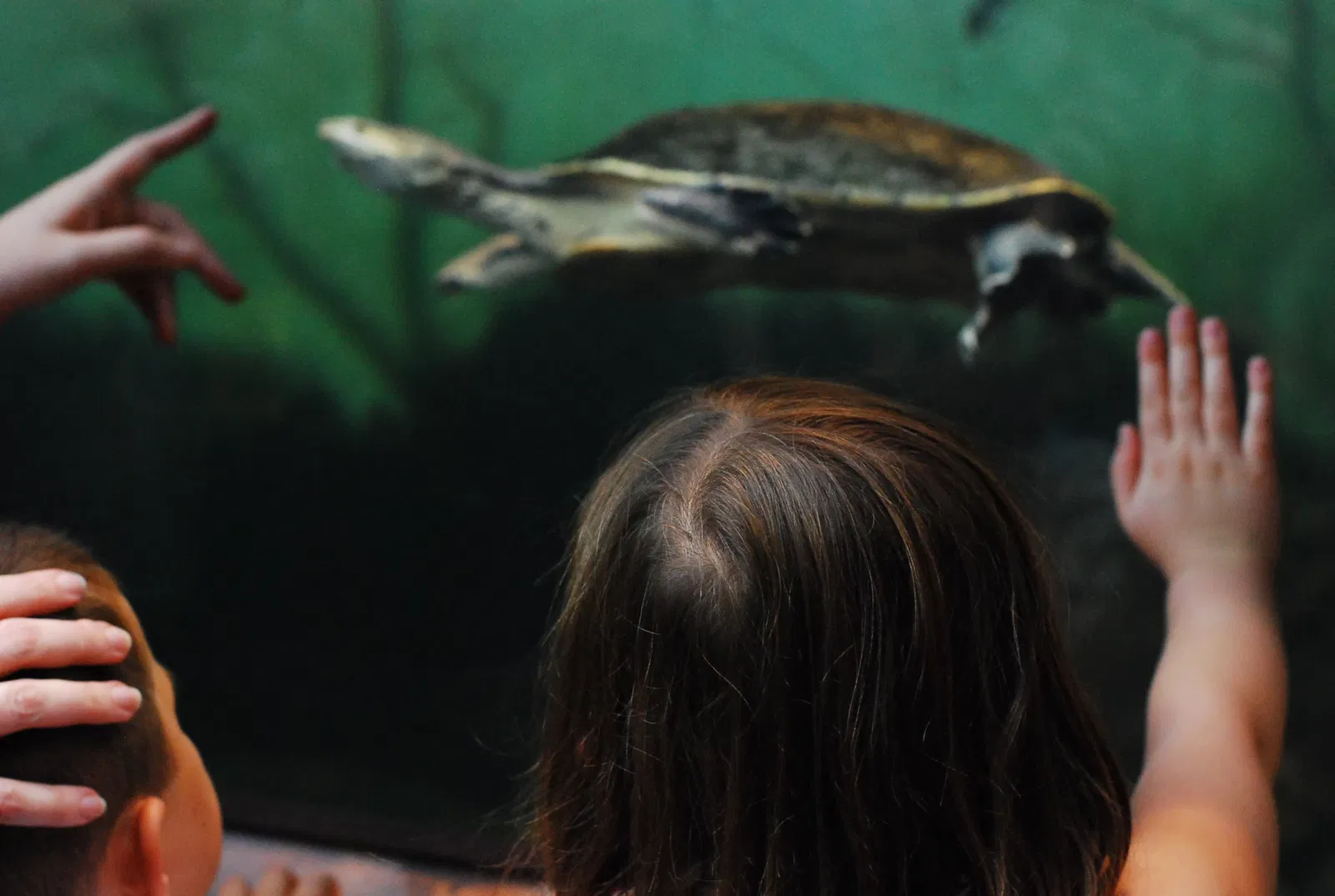 Aquarium John G. Shedd