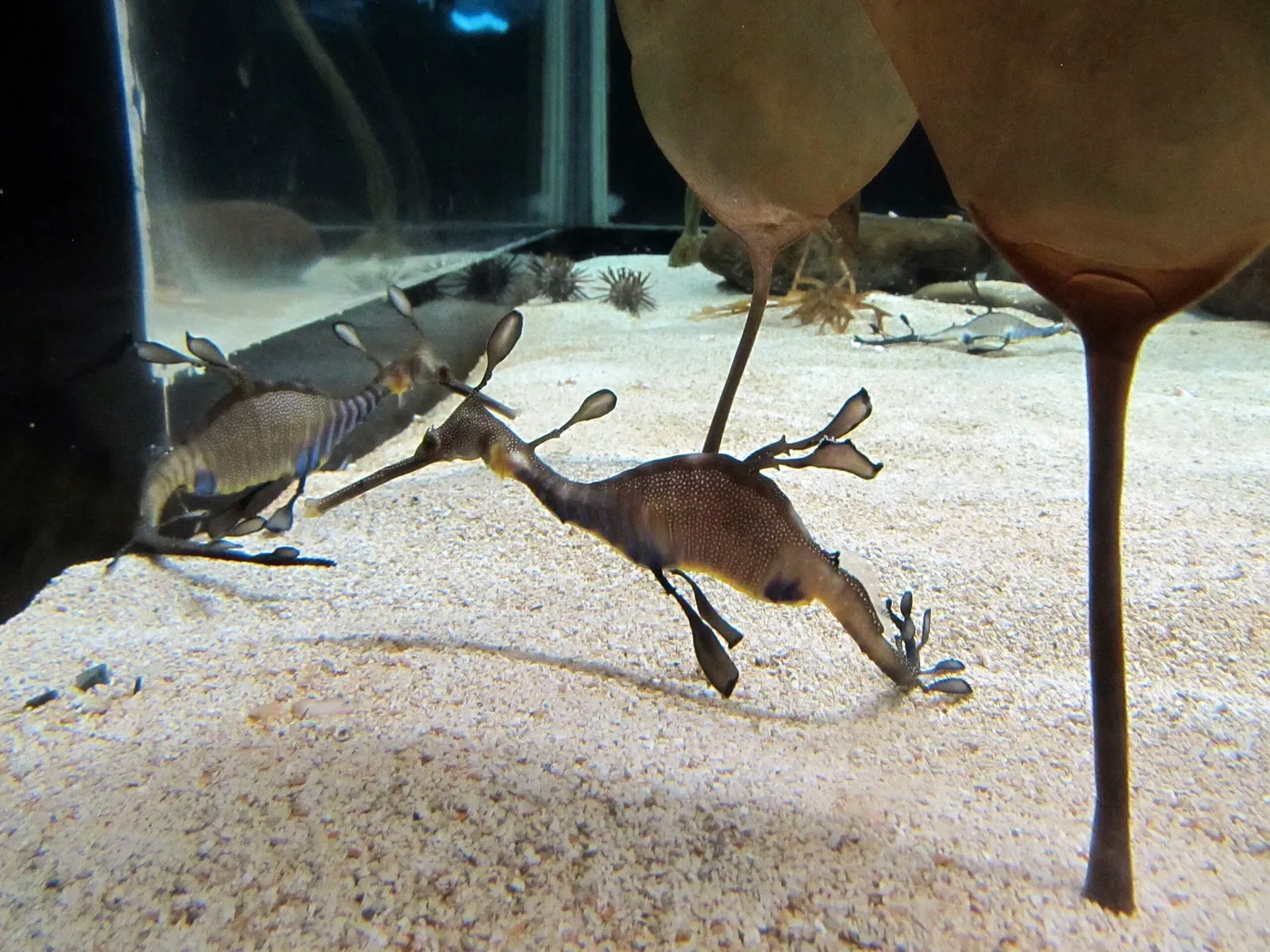 Aquarium John G. Shedd