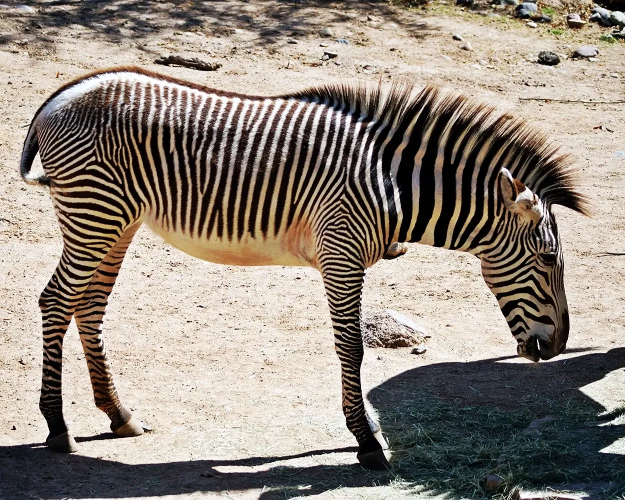 Phoenix Zoo