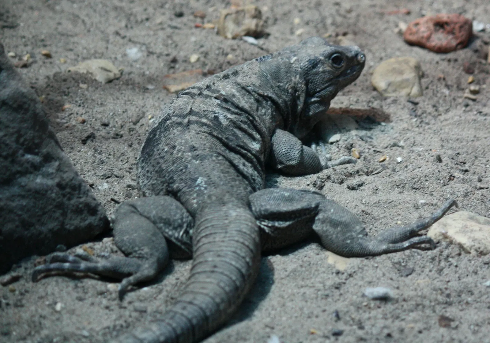 Nashville Zoo At Grassmere