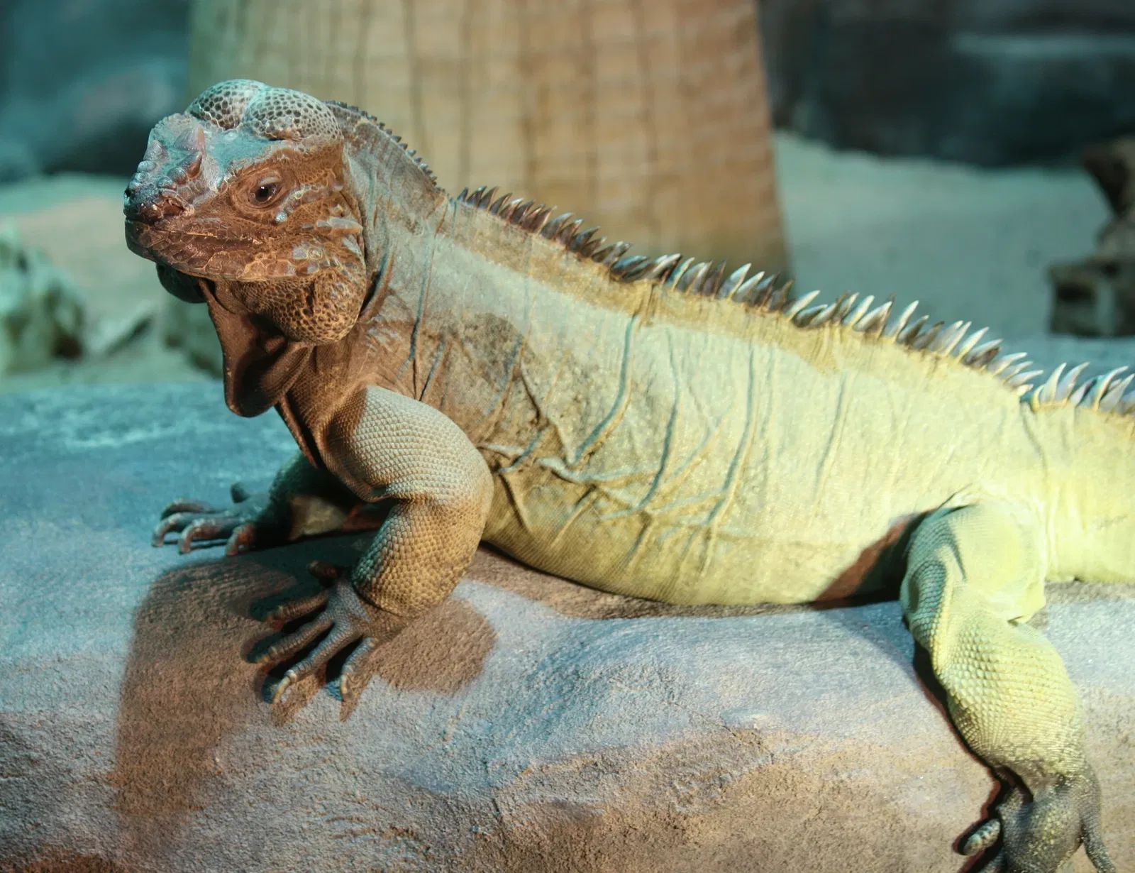 Nashville Zoo At Grassmere