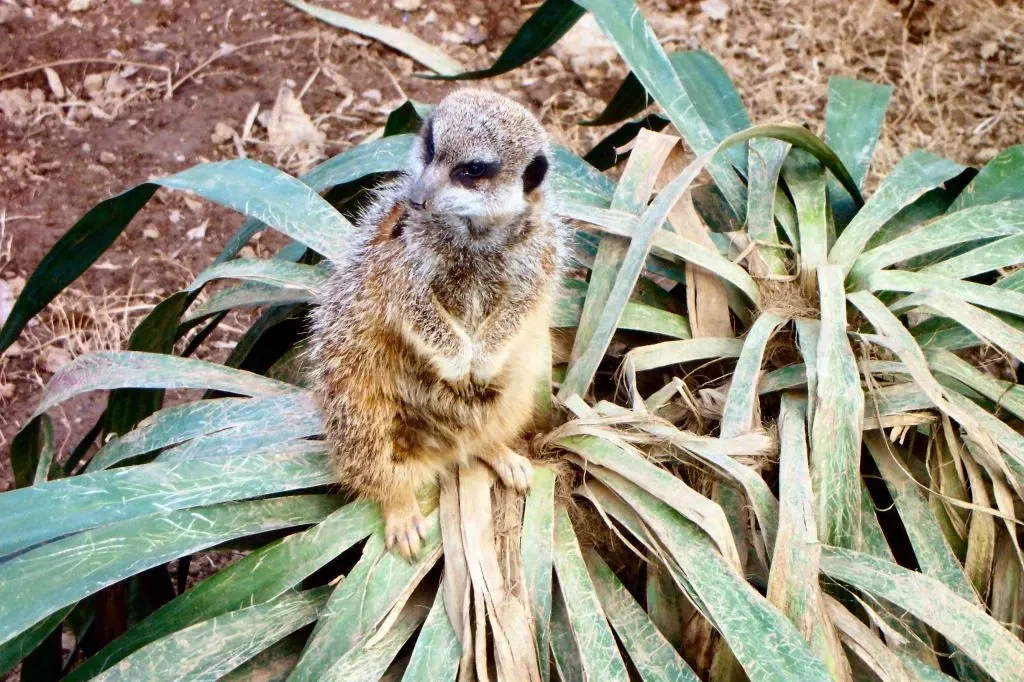 Nashville Zoo At Grassmere