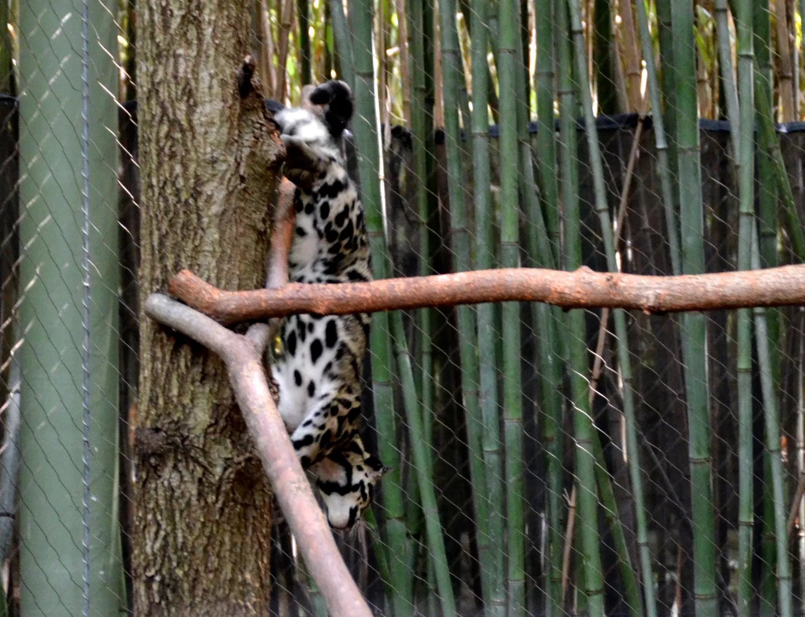 Nashville Zoo At Grassmere