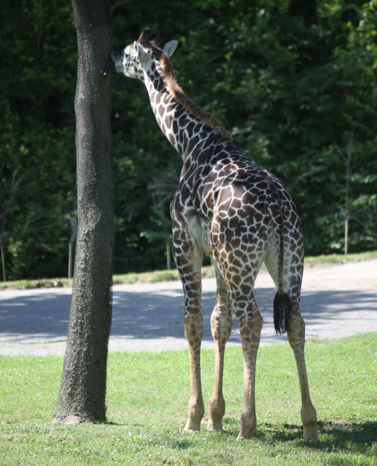 Nashville Zoo At Grassmere