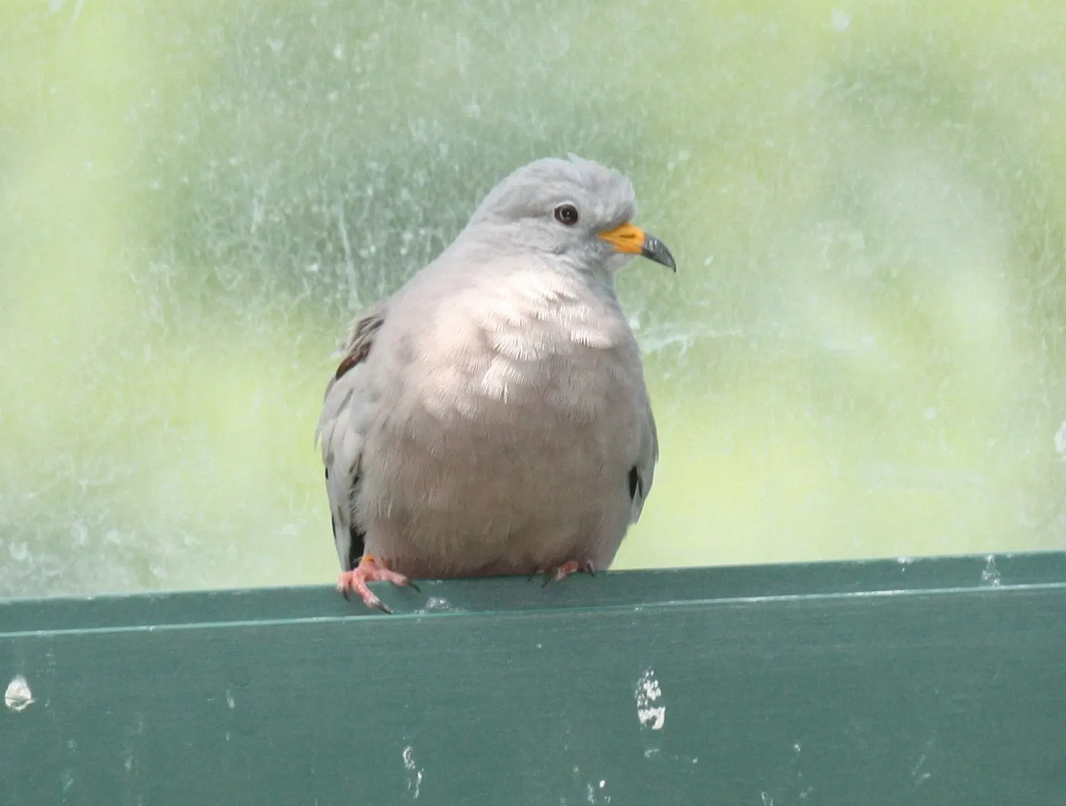 Nashville Zoo At Grassmere