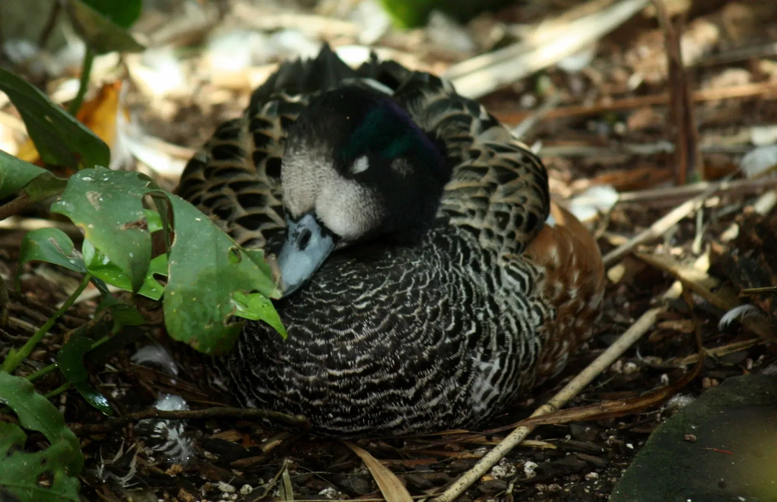 Nashville Zoo At Grassmere