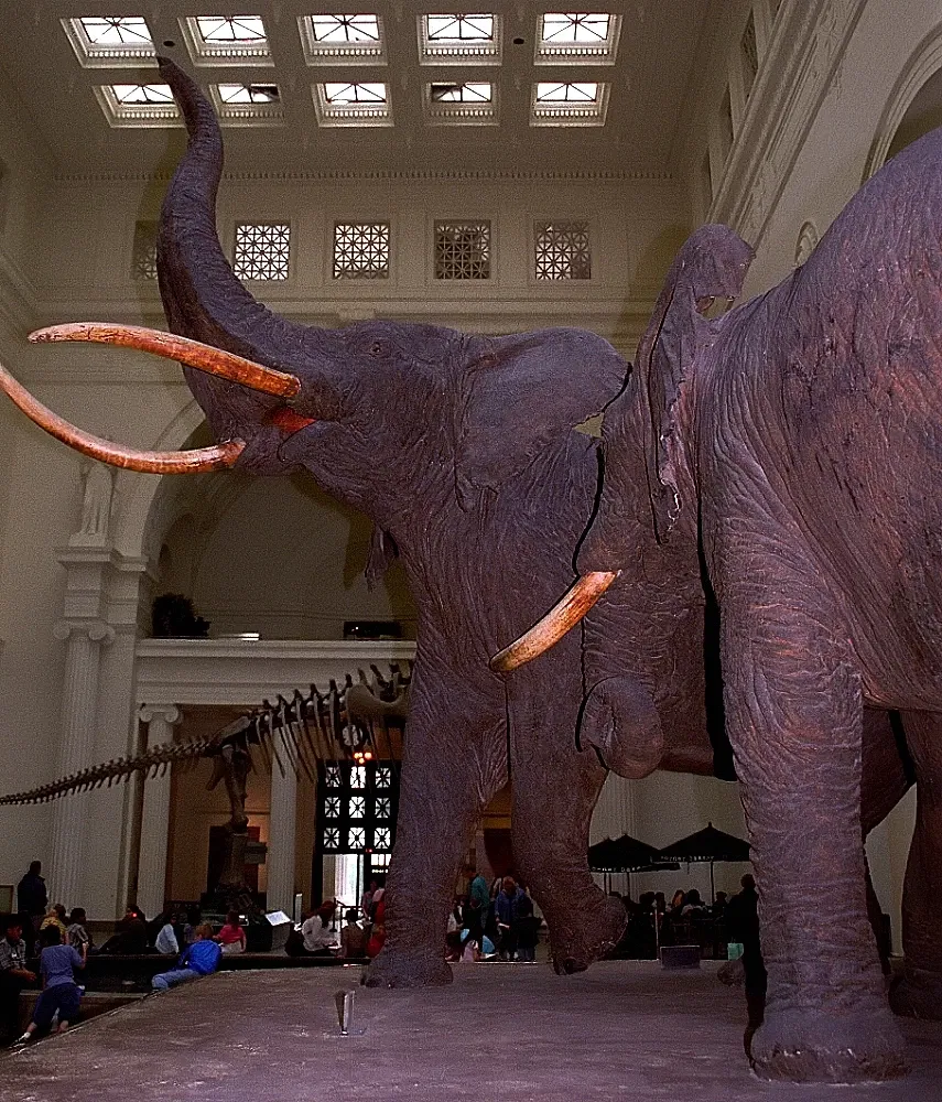 Museo Field de Historia Natural