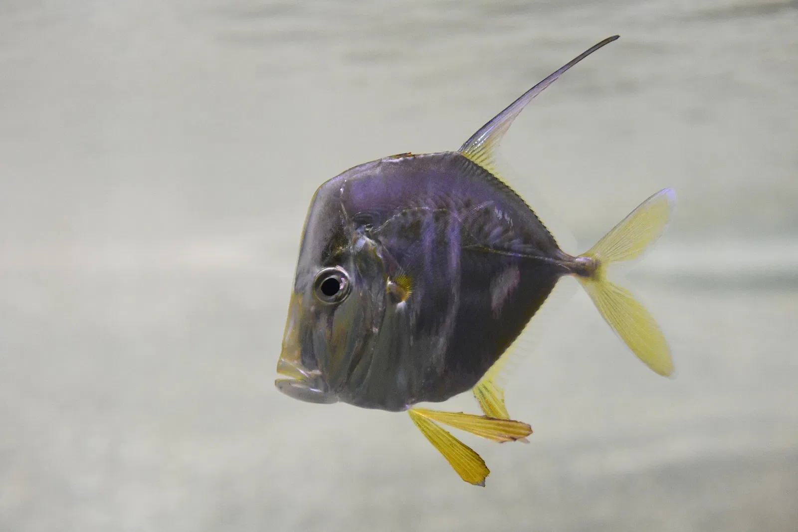 Nationaal aquarium van Baltimore