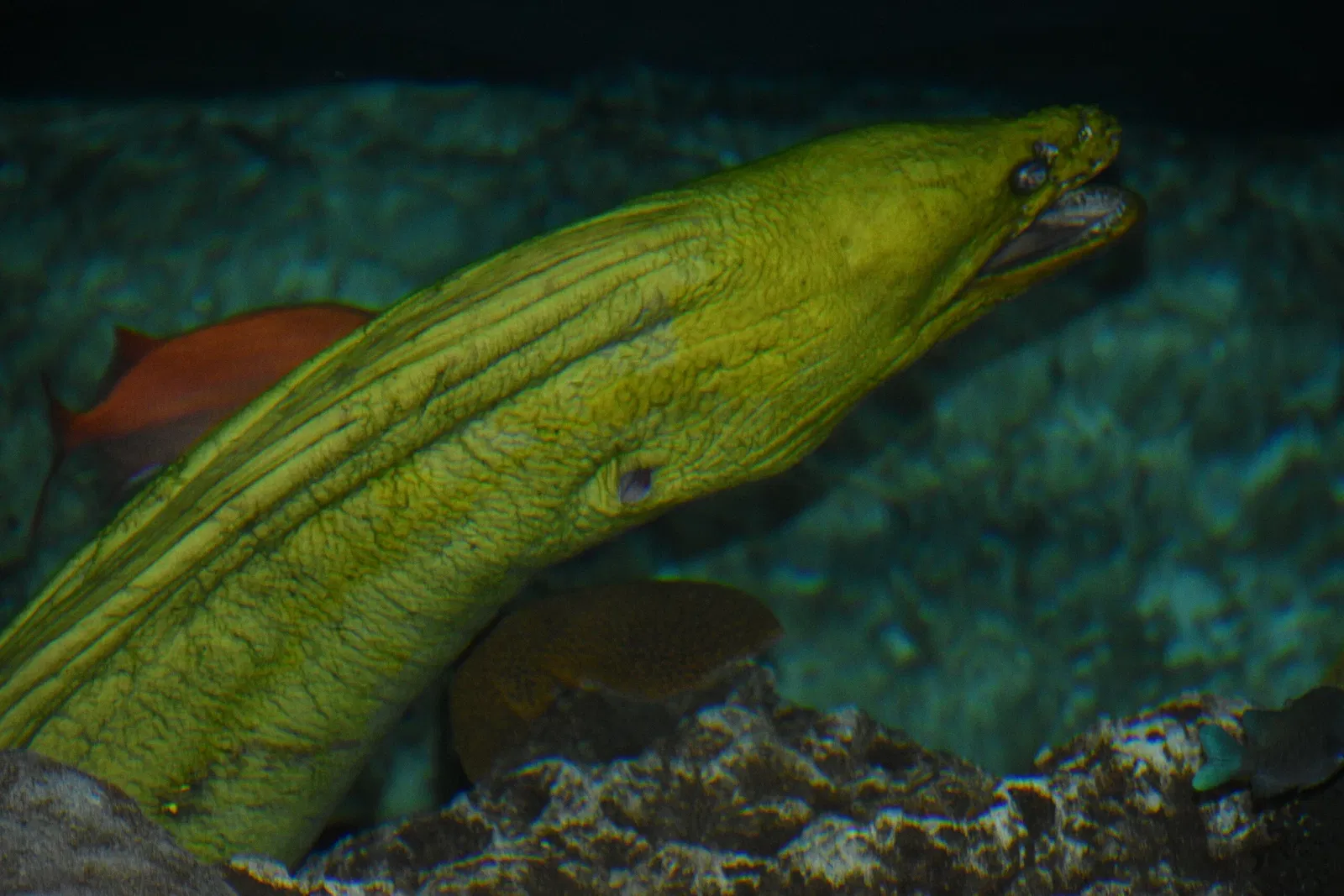 Nationaal aquarium van Baltimore