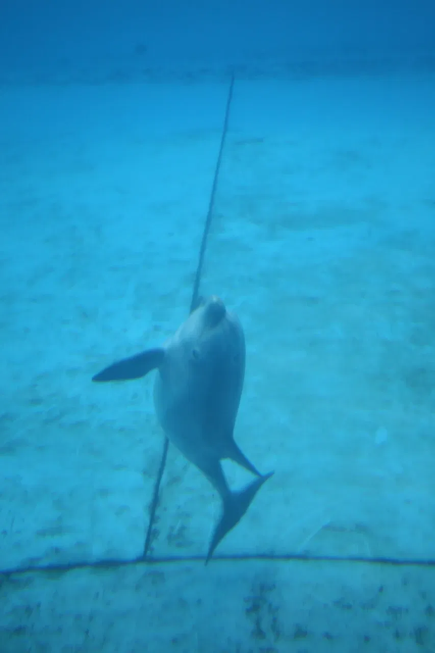 Nationaal aquarium van Baltimore