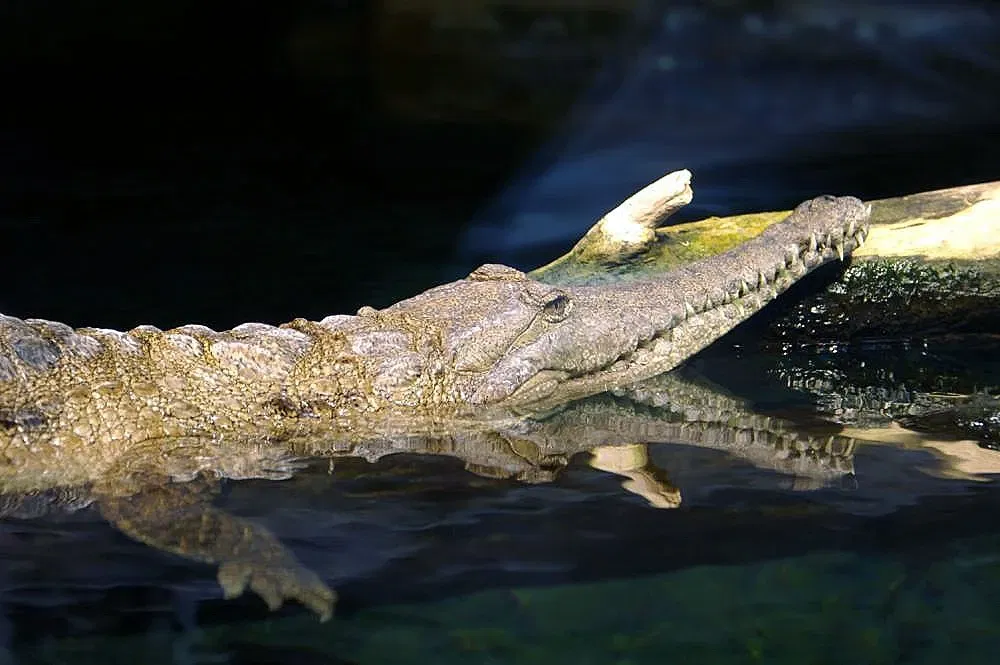 Nationaal aquarium van Baltimore