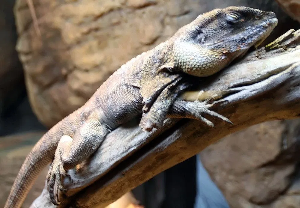 Nationaal aquarium van Baltimore