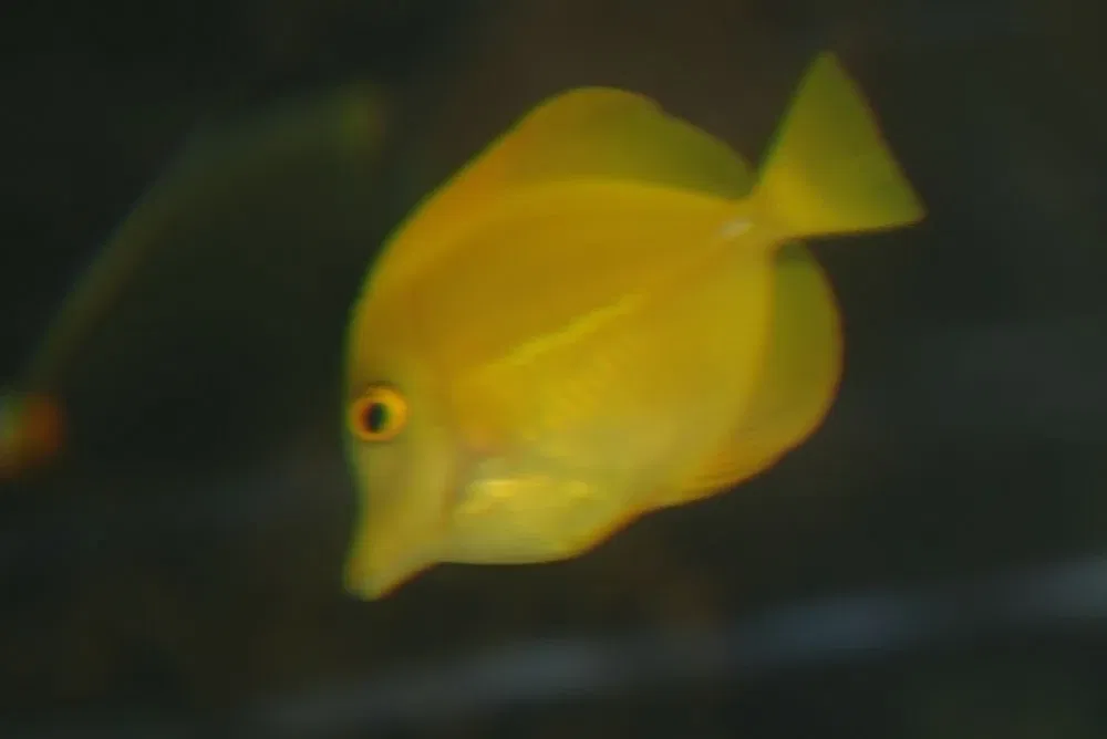 Nationaal aquarium van Baltimore