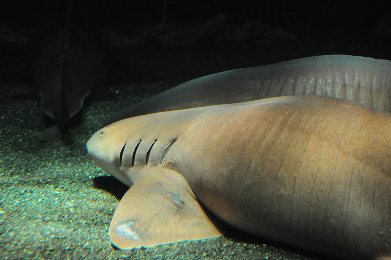 Nationaal aquarium van Baltimore