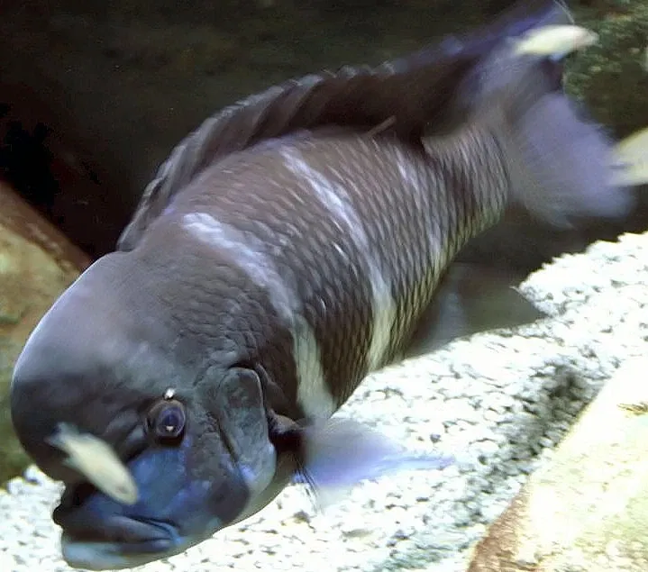 Nationaal aquarium van Baltimore