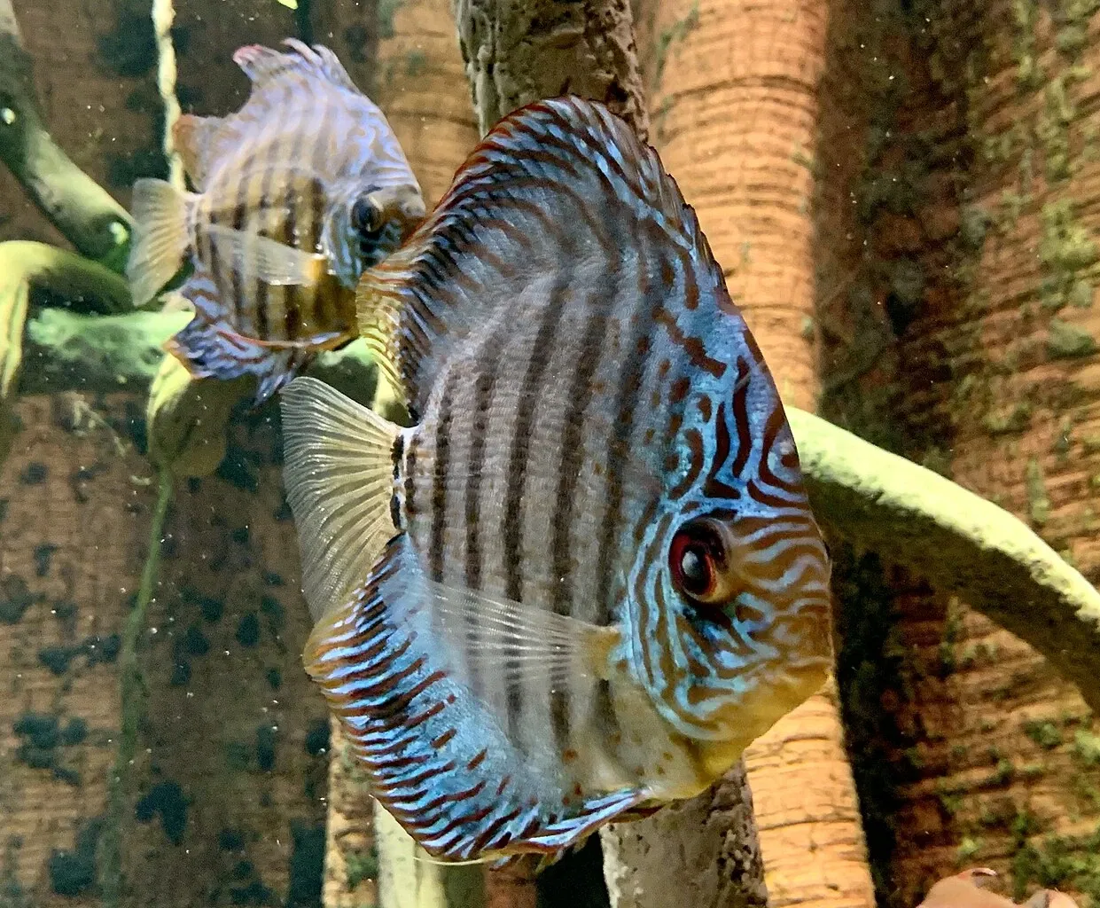 Nationaal aquarium van Baltimore