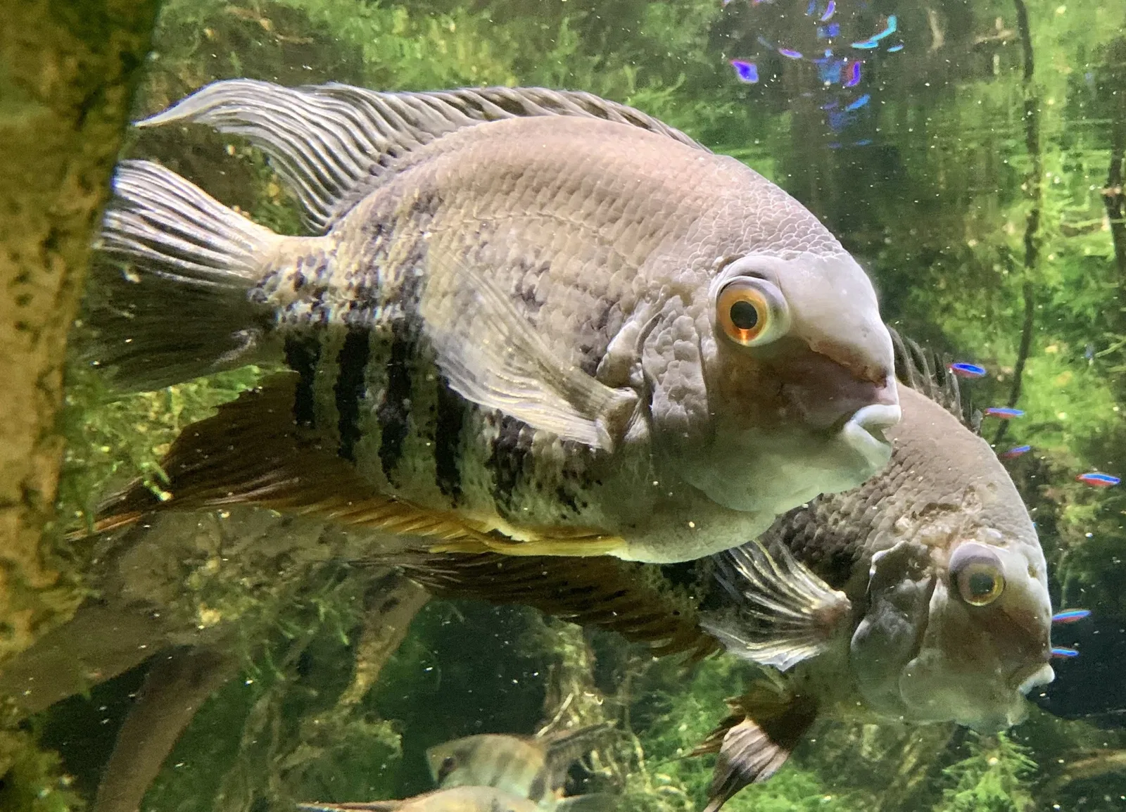 Nationaal aquarium van Baltimore