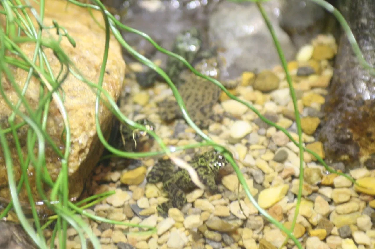 Nationaal aquarium van Baltimore