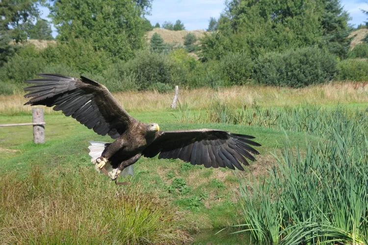 Eagle World