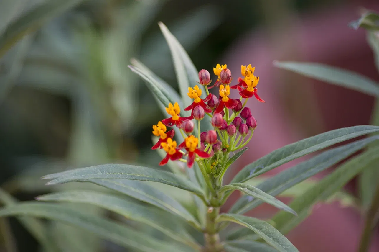 Zoológico de Houston