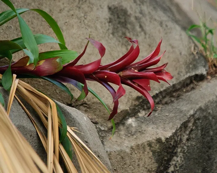Zoológico de Houston
