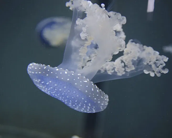 Zoológico de Houston