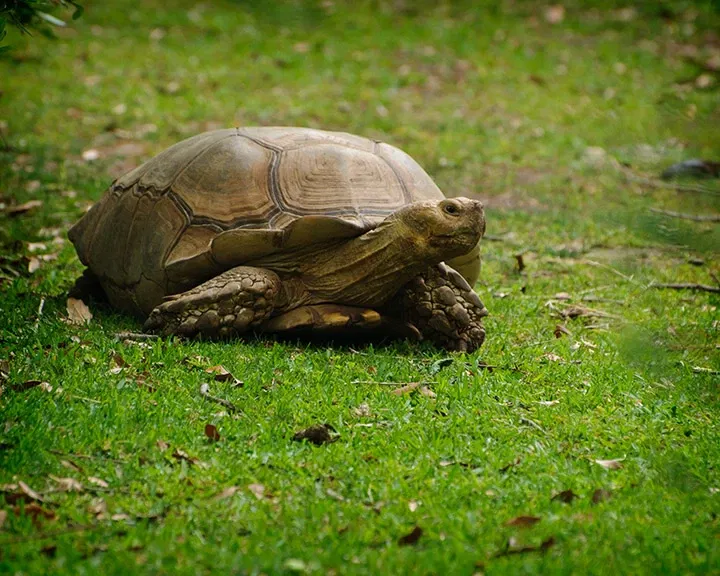 Zoológico de Houston