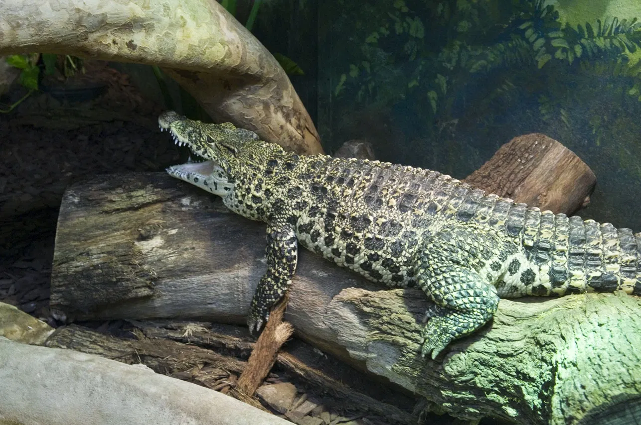 Zoológico de Houston