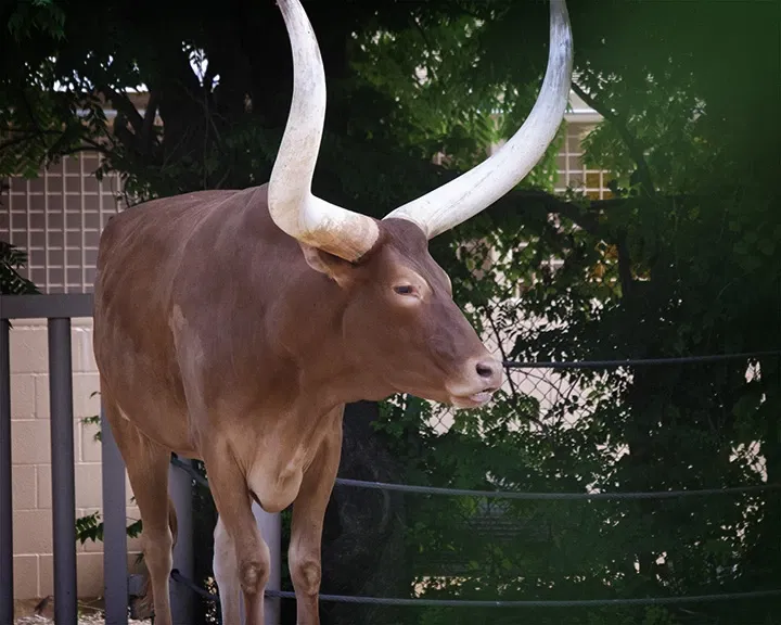 Zoológico de Houston