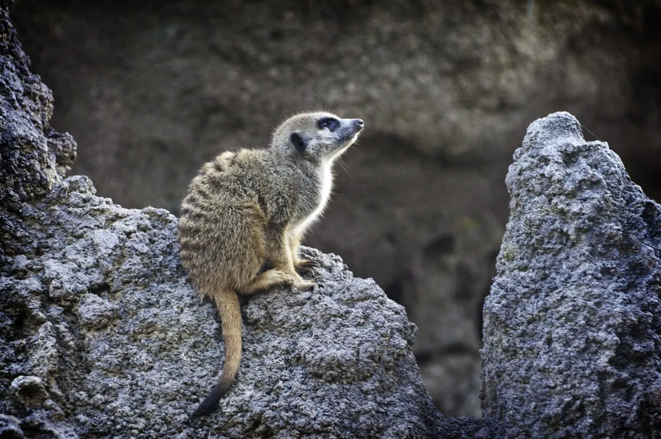 Zoológico de Houston