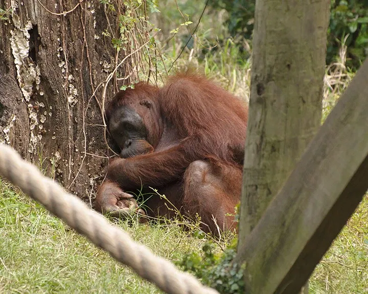Zoológico de Houston