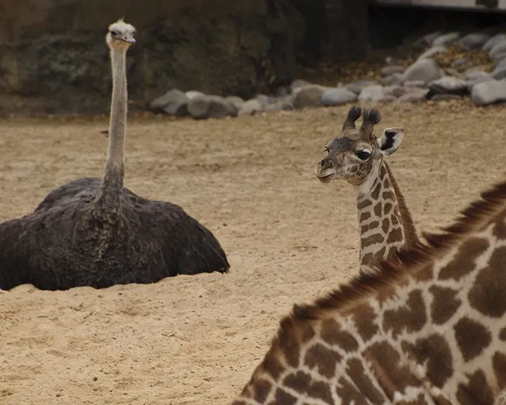 Zoológico de Houston