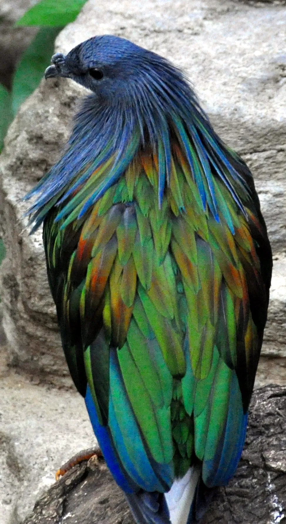 Zoológico de Houston