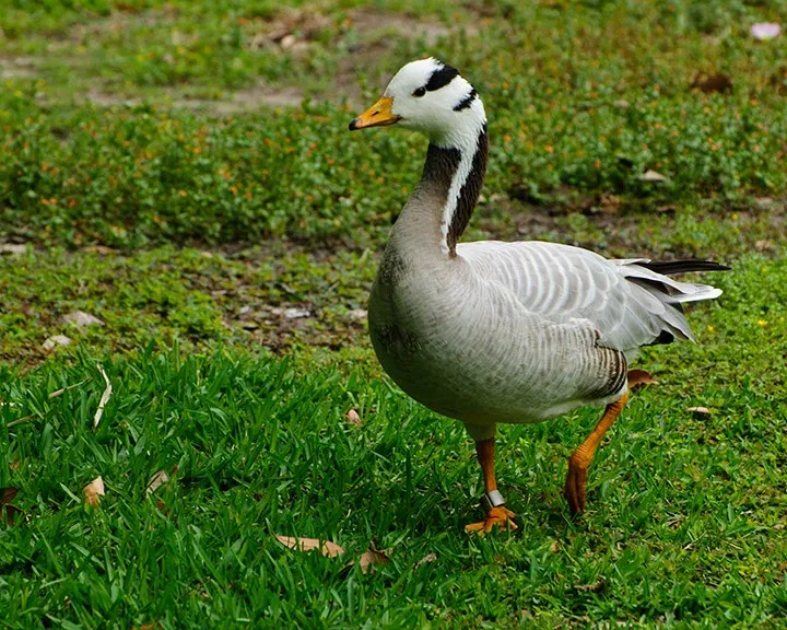 Zoológico de Houston