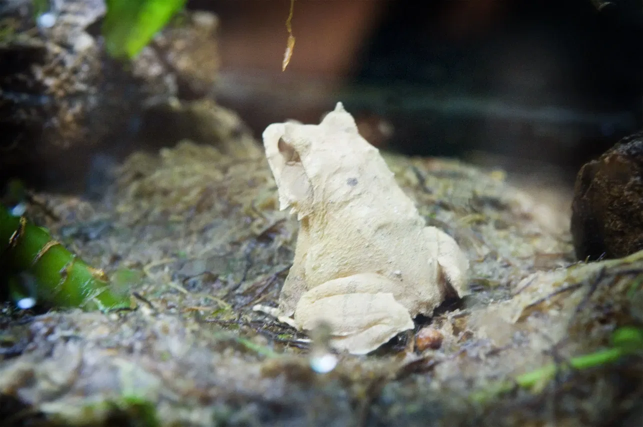 Zoológico de Houston