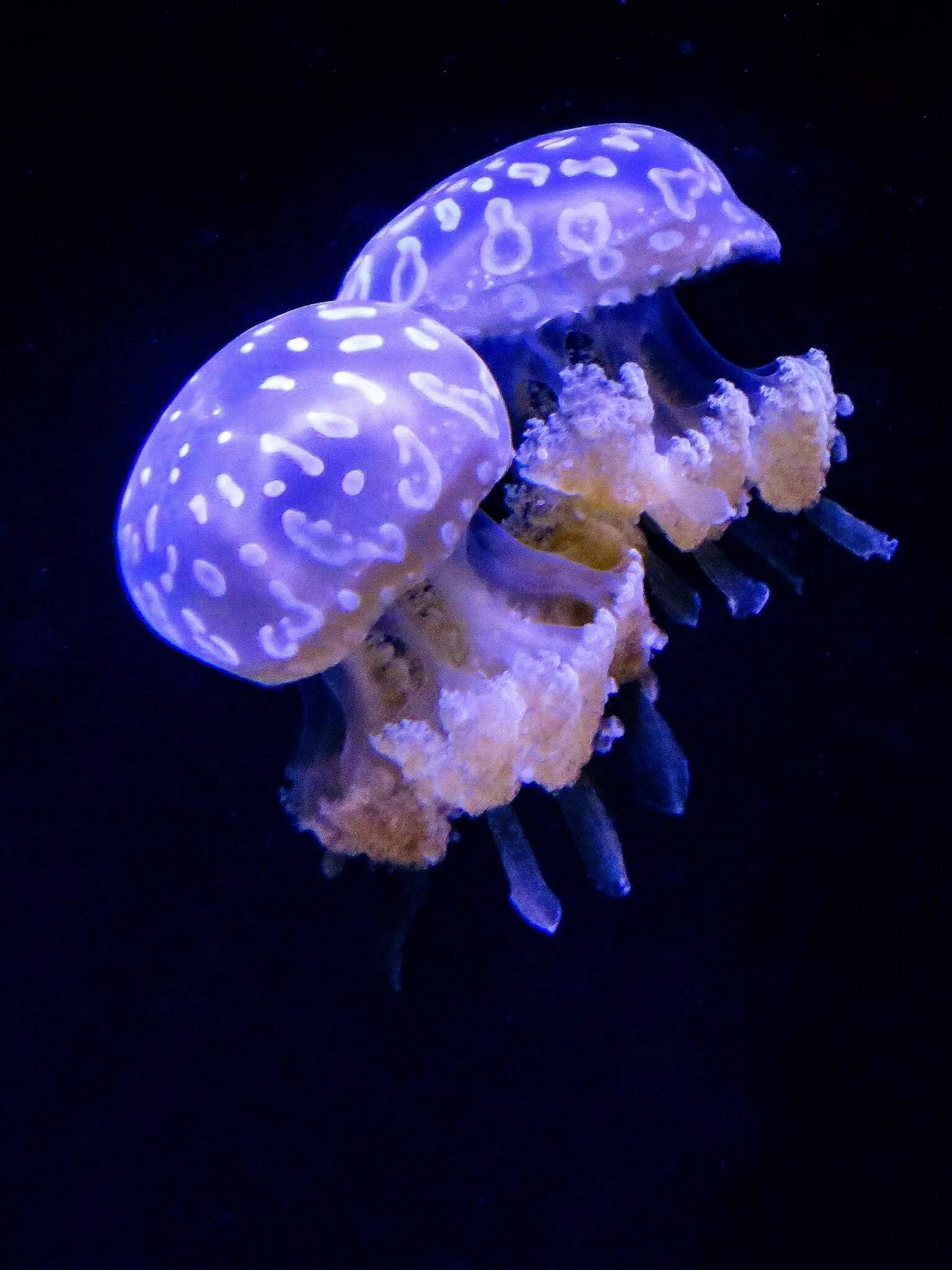 Seattle Aquarium