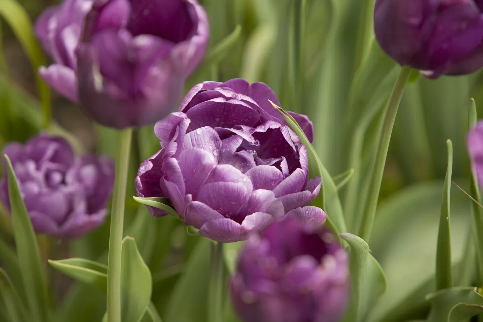 Belle Isle Nature Center