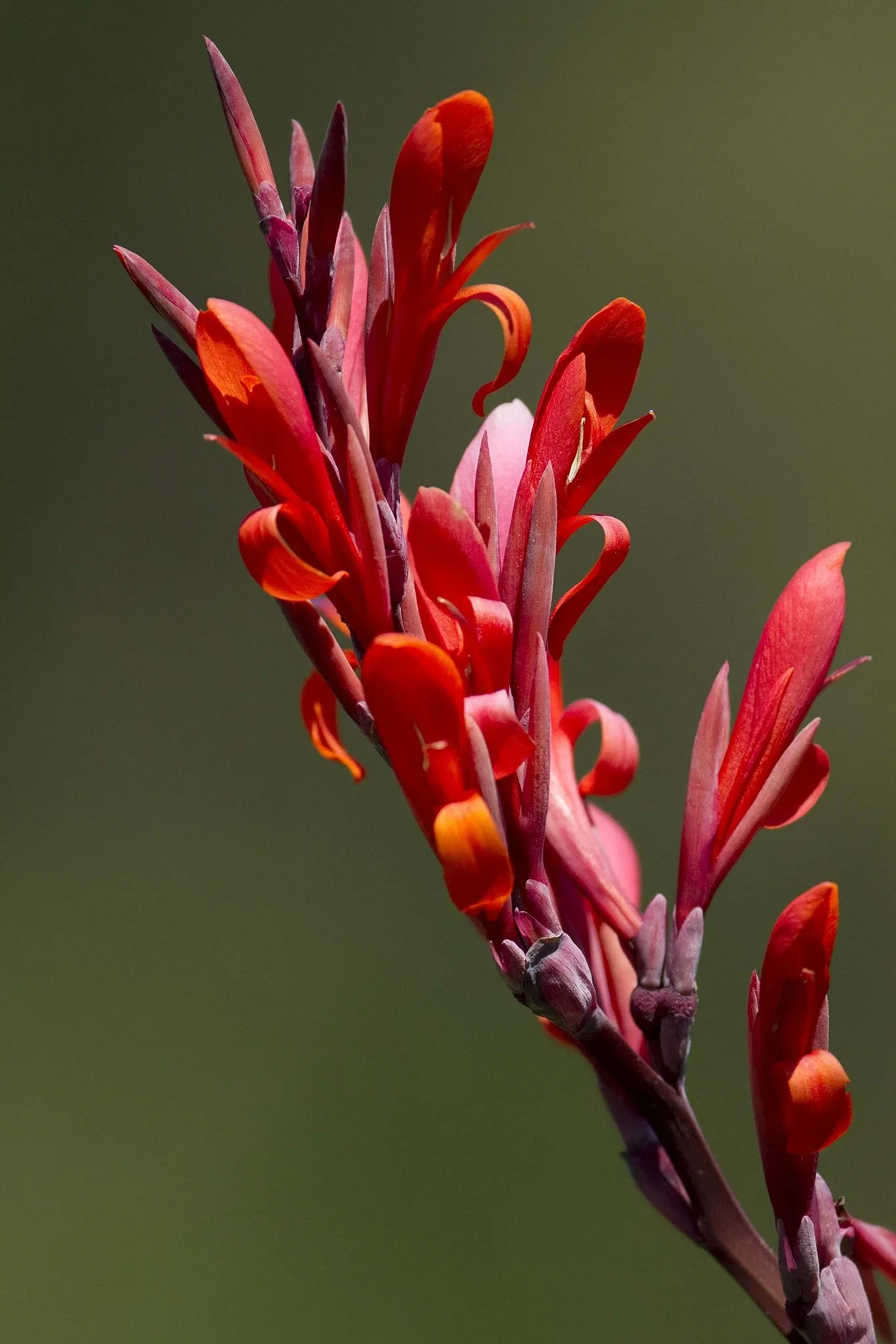 Belle Isle Nature Center