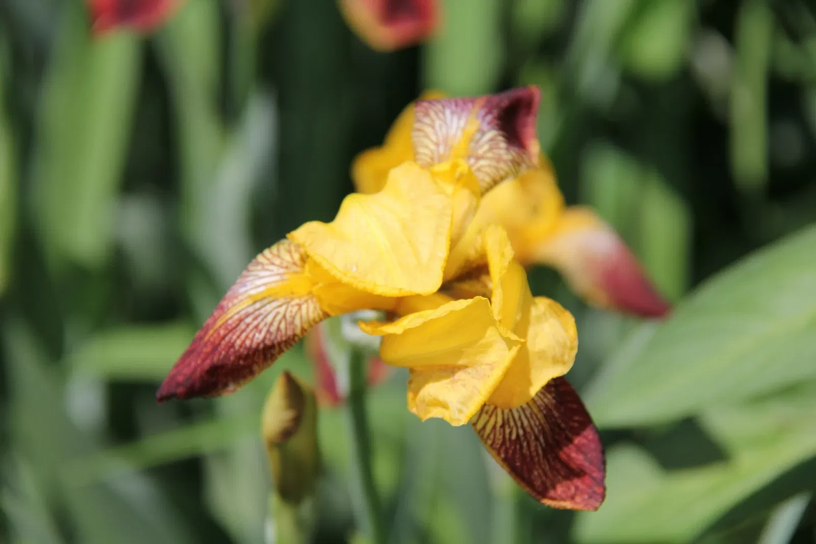 Belle Isle Nature Center