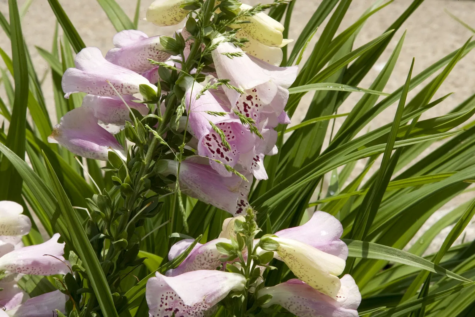 Belle Isle Nature Center