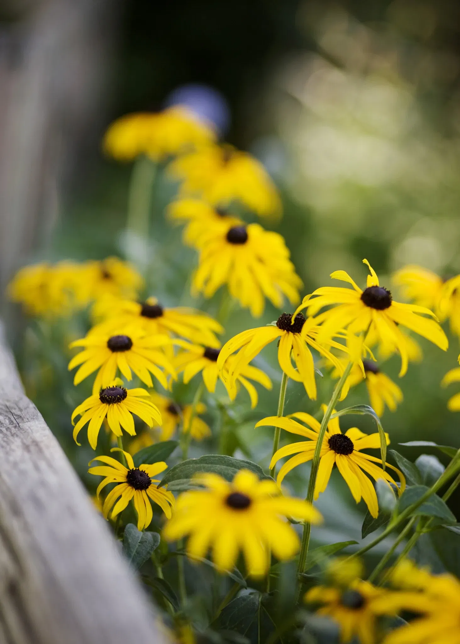 Belle Isle Nature Center