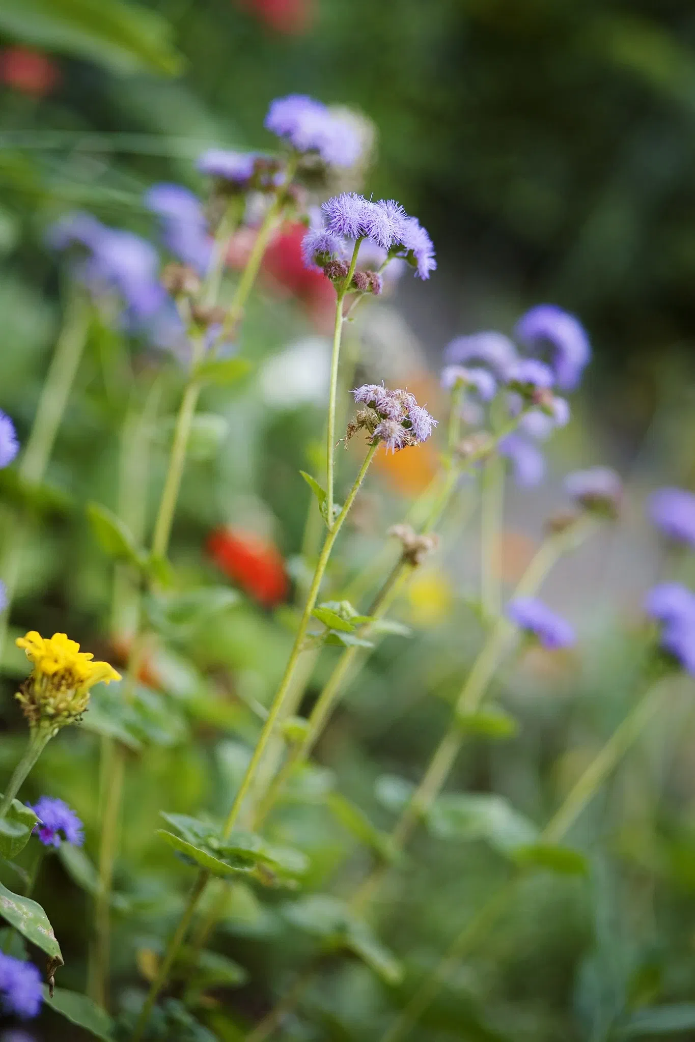Belle Isle Nature Center