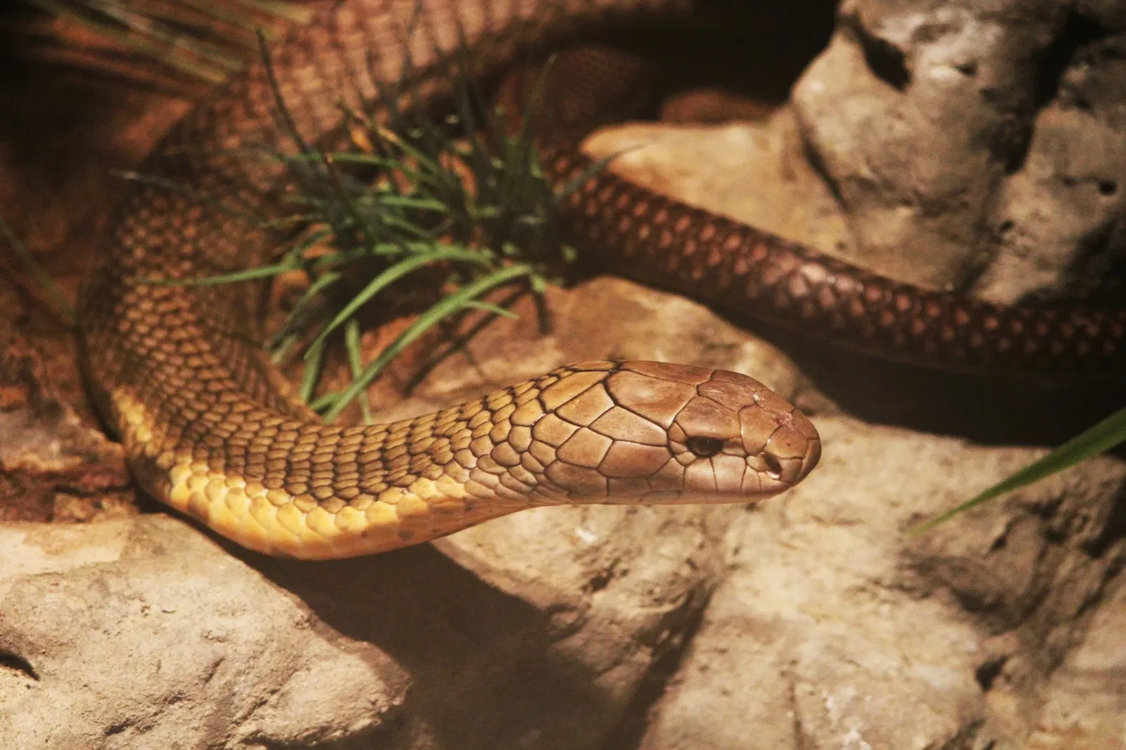 Belle Isle Nature Center