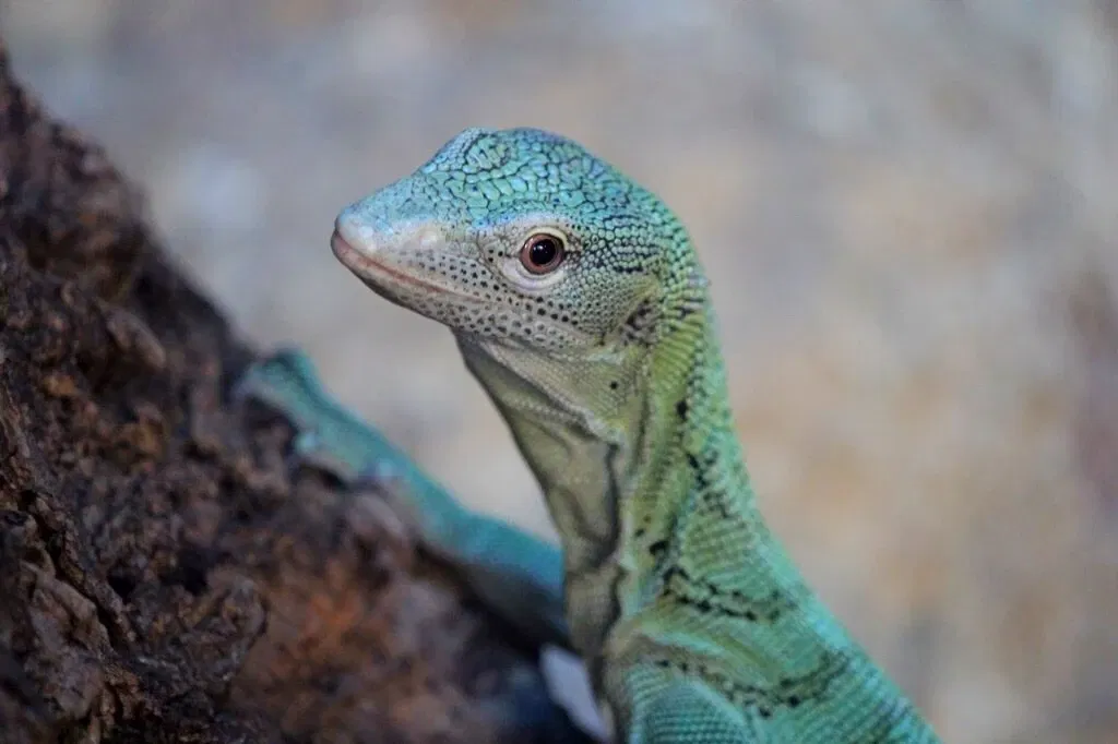 Belle Isle Nature Center