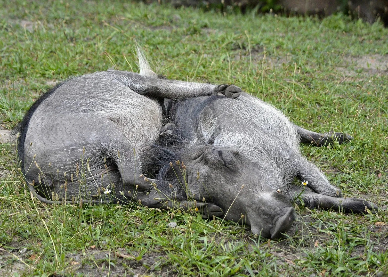 Belle Isle Nature Center