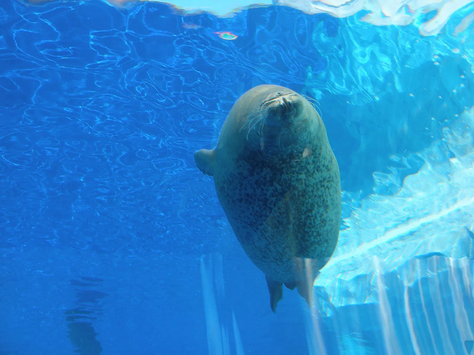 Belle Isle Nature Center