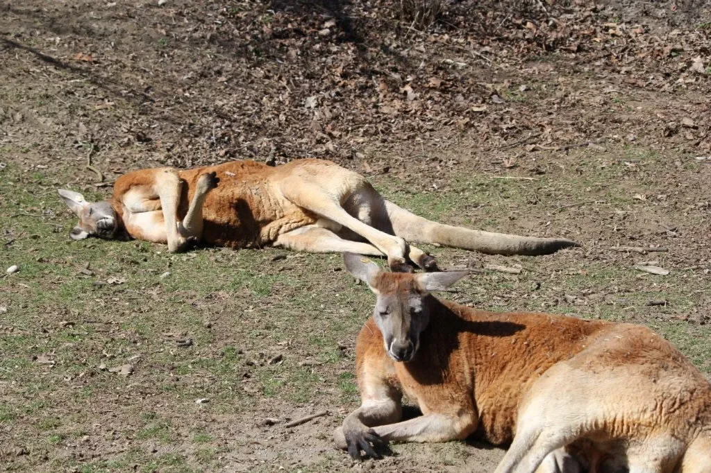 Belle Isle Nature Center