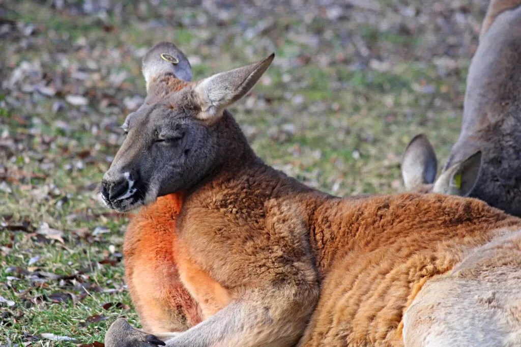 Belle Isle Nature Center