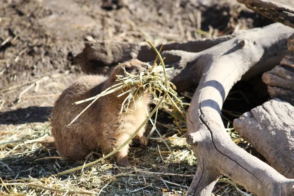 Belle Isle Nature Center