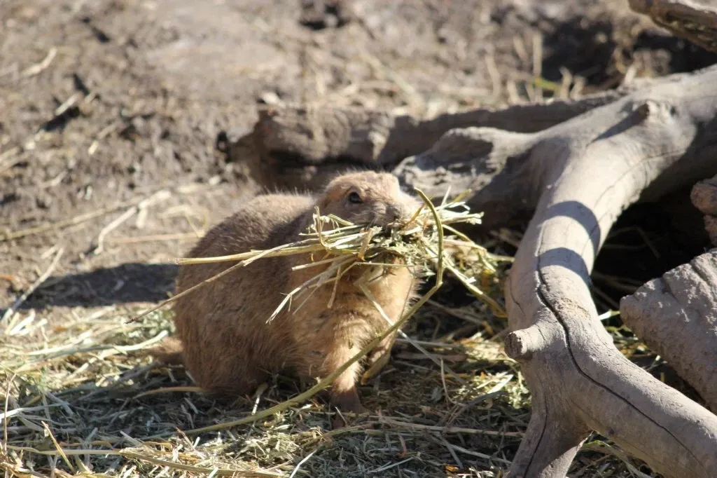 Belle Isle Nature Center